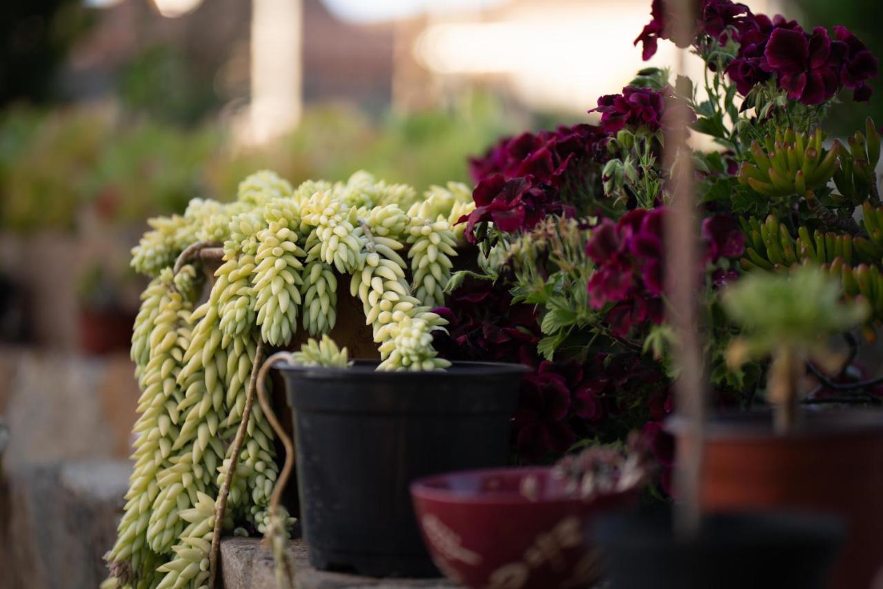 Entre Vides Valle De Guadalupe Ngoại thất bức ảnh